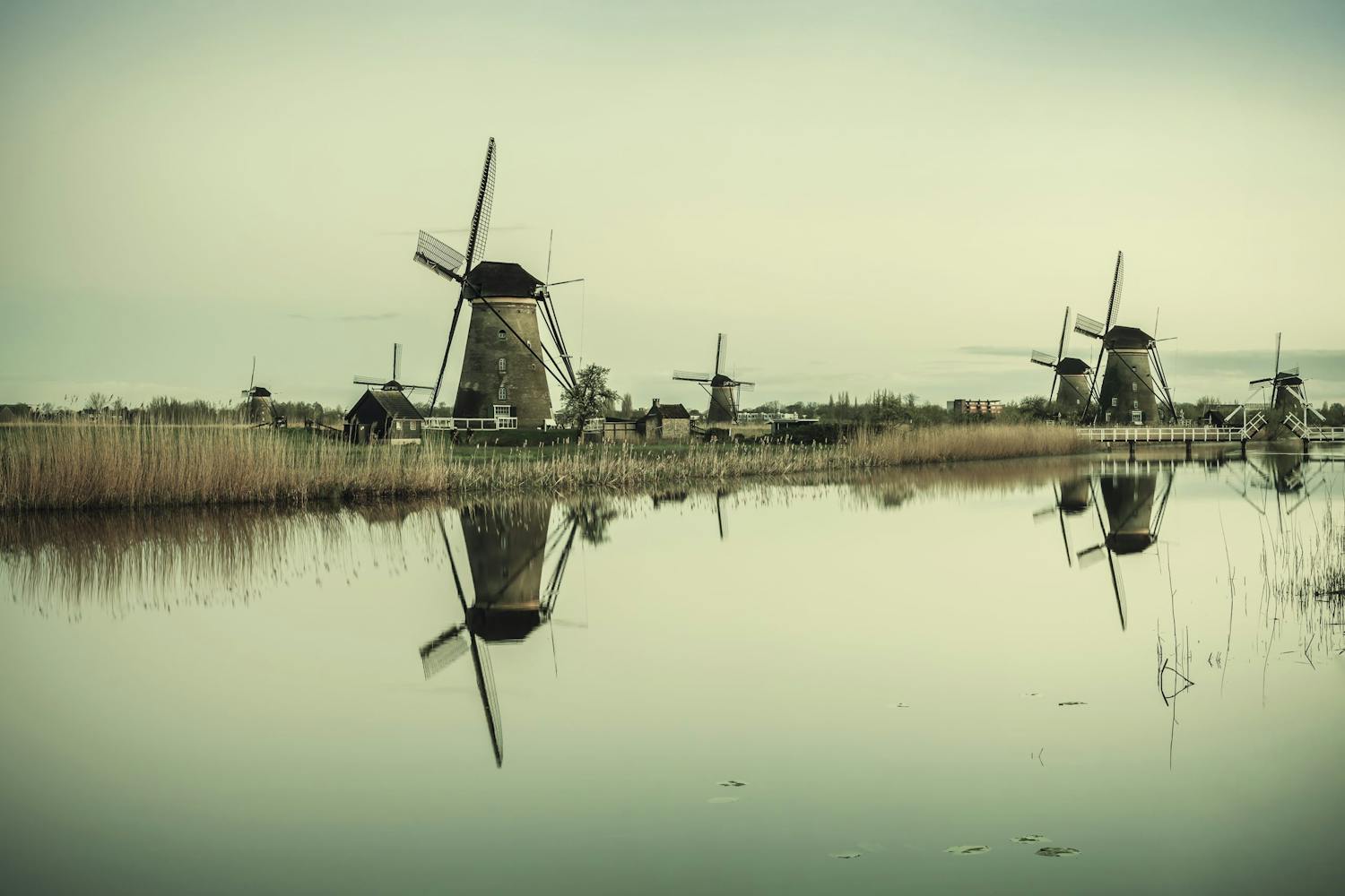 Tuulimyllyt heijastuvat vedestä Hollantilaisia tuulimyllyjä heijastus